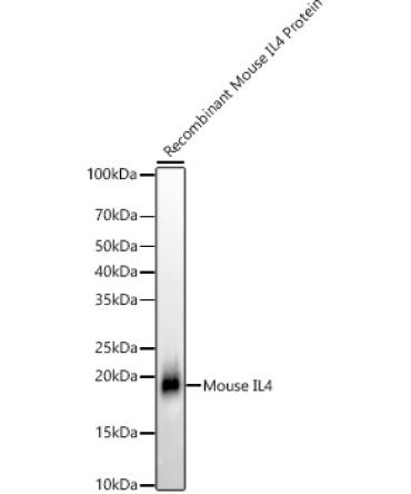 IL4 Rabbit Monoclonal Antibody