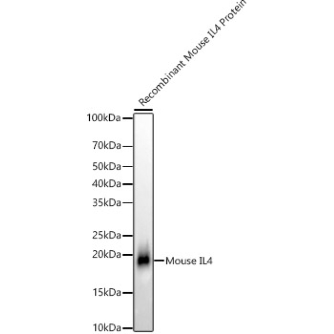 IL4 Rabbit Monoclonal Antibody