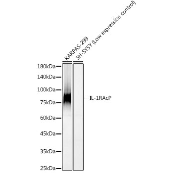 IL-1RAcP Rabbit Monoclonal Antibody