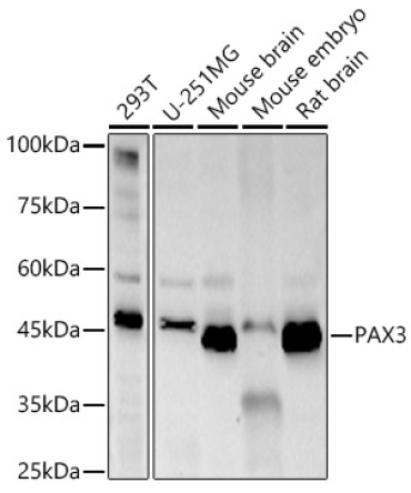 PAX3 Rabbit Monoclonal Antibody