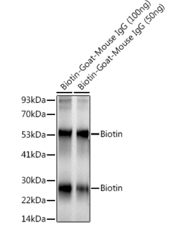 Biotin Rabbit Monoclonal Antibody