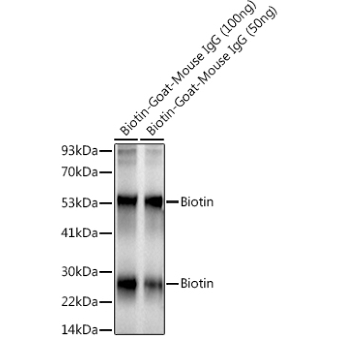 Biotin Rabbit Monoclonal Antibody
