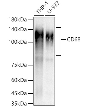 CD68 Rabbit Monoclonal Antibody