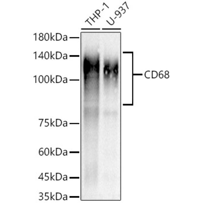 CD68 Rabbit Monoclonal Antibody