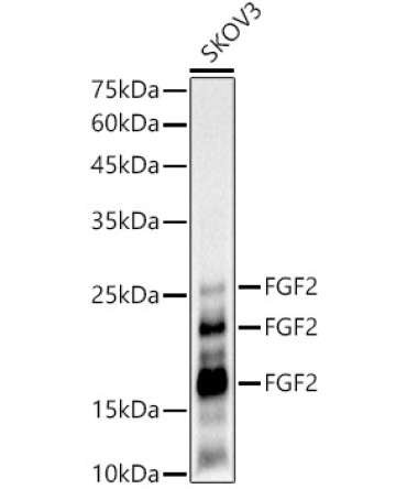 FGF2 Rabbit Monoclonal Antibody