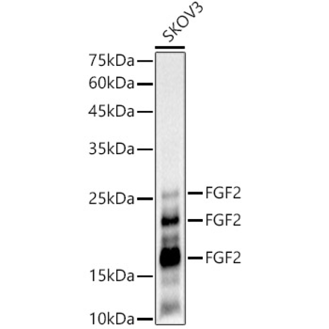 FGF2 Rabbit Monoclonal Antibody