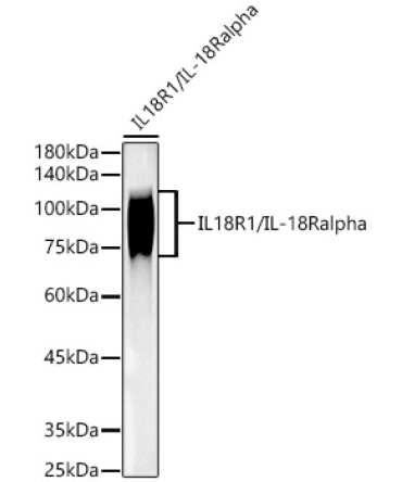 IL18R1/IL-18 R alpha Rabbit Monoclonal Antibody