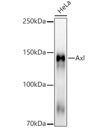 Axl Rabbit Monoclonal Antibody