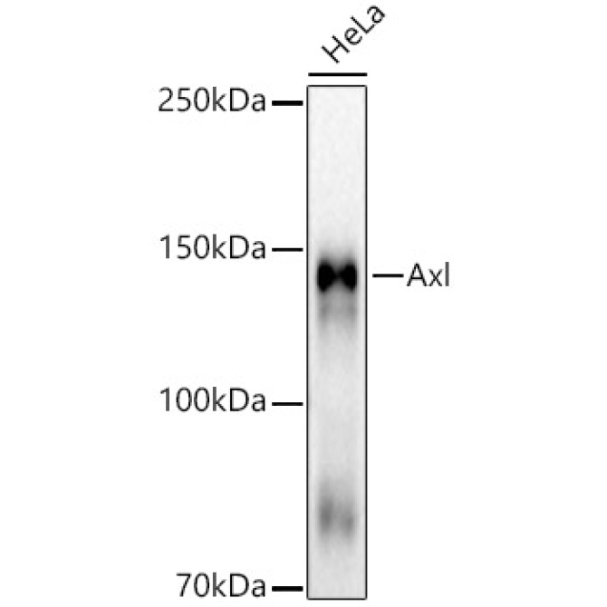 Axl Rabbit Monoclonal Antibody