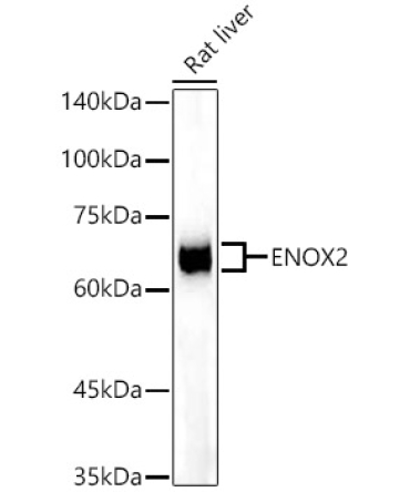 ENOX2 Rabbit Monoclonal Antibody