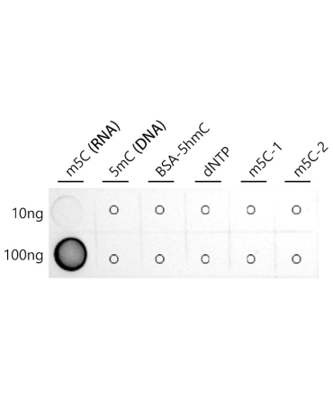 5-methylcytidine/m5C(RNA) Rabbit Monoclonal Antibody