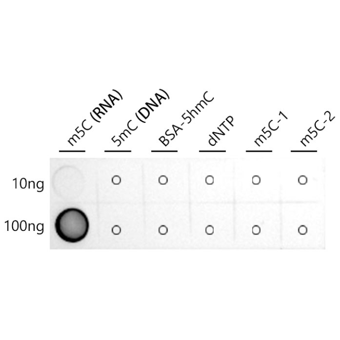 5-methylcytidine/m5C(RNA) Rabbit Monoclonal Antibody