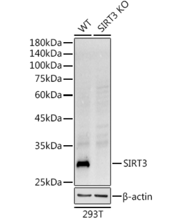 SIRT3 Rabbit Monoclonal Antibody [KO Validated]