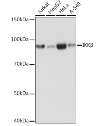 IKKBeta Rabbit Monoclonal Antibody