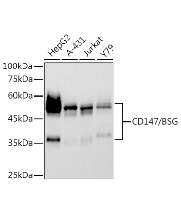 CD147/BSG Rabbit Monoclonal Antibody