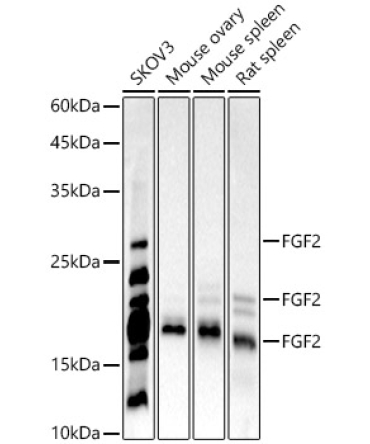 FGF2 Rabbit Monoclonal Antibody