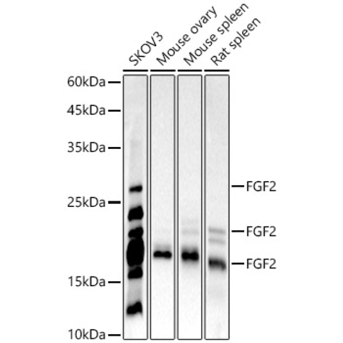 FGF2 Rabbit Monoclonal Antibody