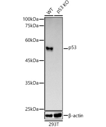 p53 Rabbit Monoclonal Antibody [KO Validated]