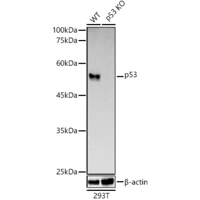 p53 Rabbit Monoclonal Antibody [KO Validated]