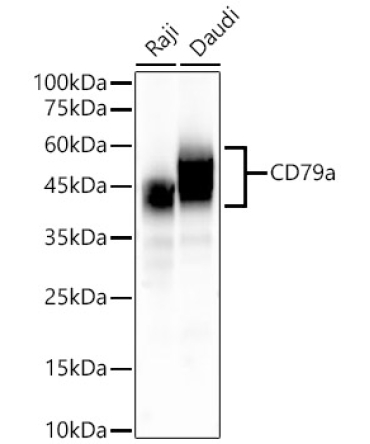 CD79a Rabbit Monoclonal Antibody