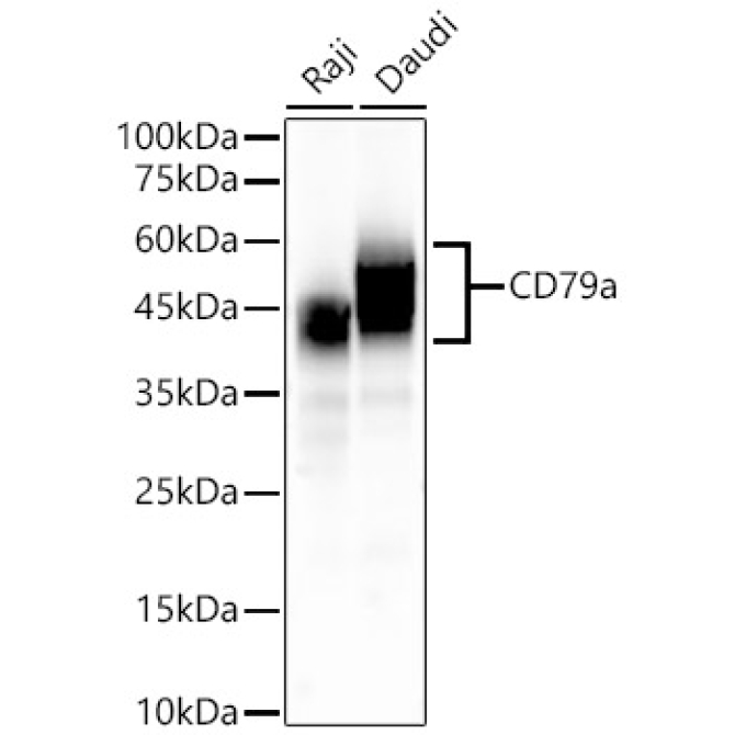CD79a Rabbit Monoclonal Antibody