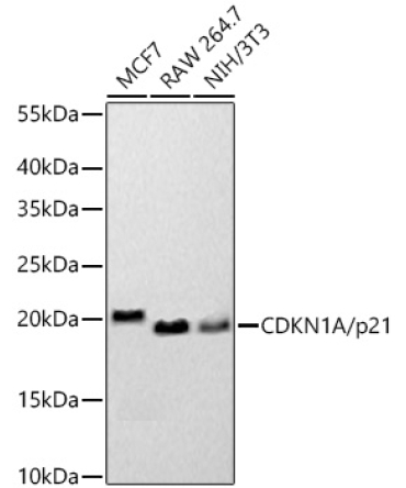 CDKN1A/p21 Rabbit PolyMonoclonal Antibody [KO Validated]?