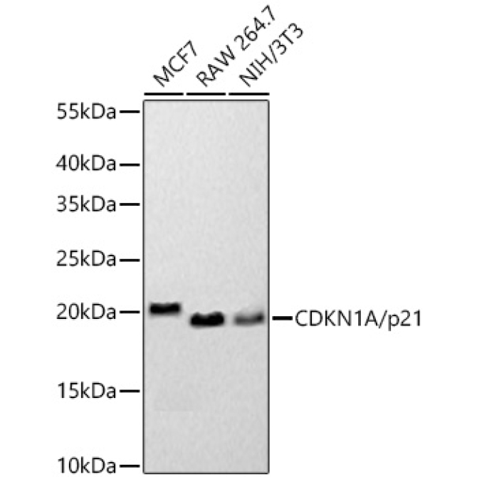CDKN1A/p21 Rabbit PolyMonoclonal Antibody [KO Validated]?