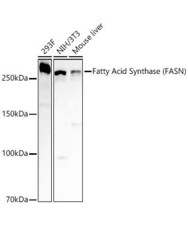 Fatty Acid Synthase (FASN) Rabbit PolyMonoclonal Antibody [KO Validated]?