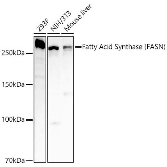 Fatty Acid Synthase (FASN) Rabbit PolyMonoclonal Antibody [KO Validated]?