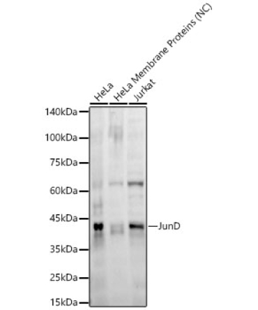 JunD Rabbit Monoclonal Antibody