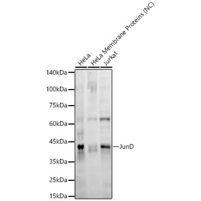 JunD Rabbit Monoclonal Antibody
