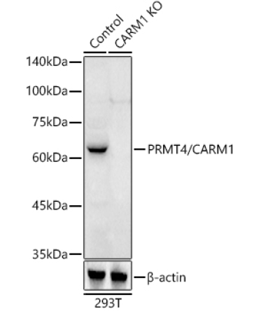 PRMT4/CARM1 Rabbit Polyclonal Antibody [KO Validated]