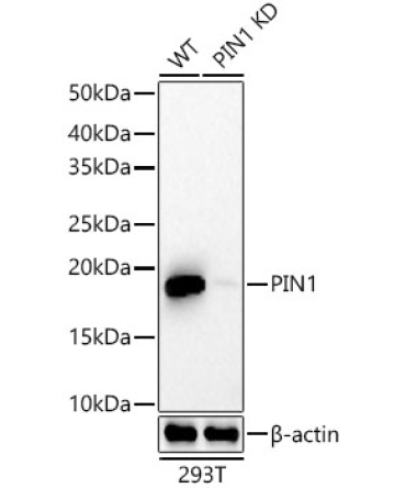 Pin1 Rabbit Monoclonal Antibody [KD Validated]
