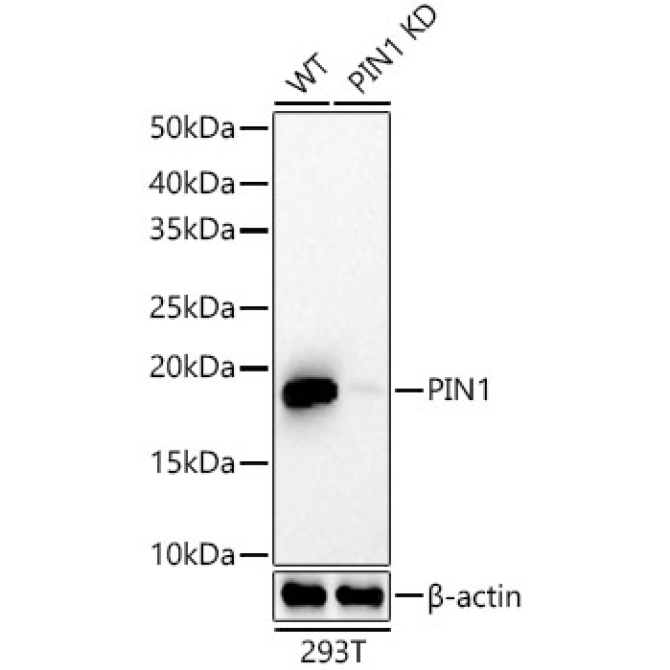 Pin1 Rabbit Monoclonal Antibody [KD Validated]