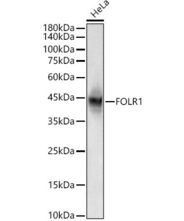 Folate Binding Protein(FBP) / FOLR1 Rabbit PolyMonoclonal Antibody?