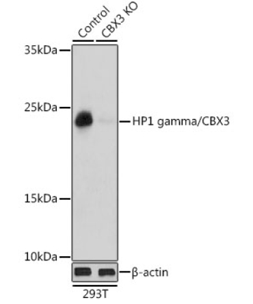 HP1 gamma/CBX3 Rabbit Polyclonal Antibody [KO Validated]