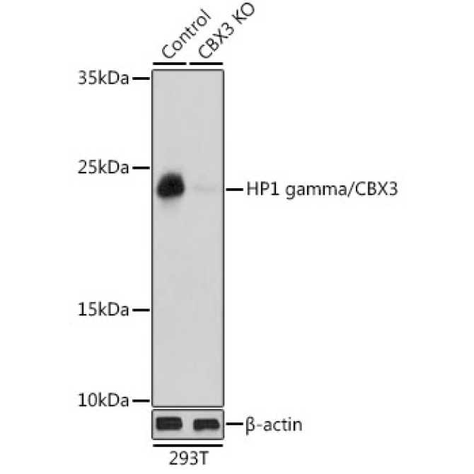 HP1 gamma/CBX3 Rabbit Polyclonal Antibody [KO Validated]