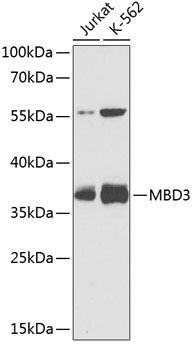 MBD3 Rabbit Polyclonal Antibody
