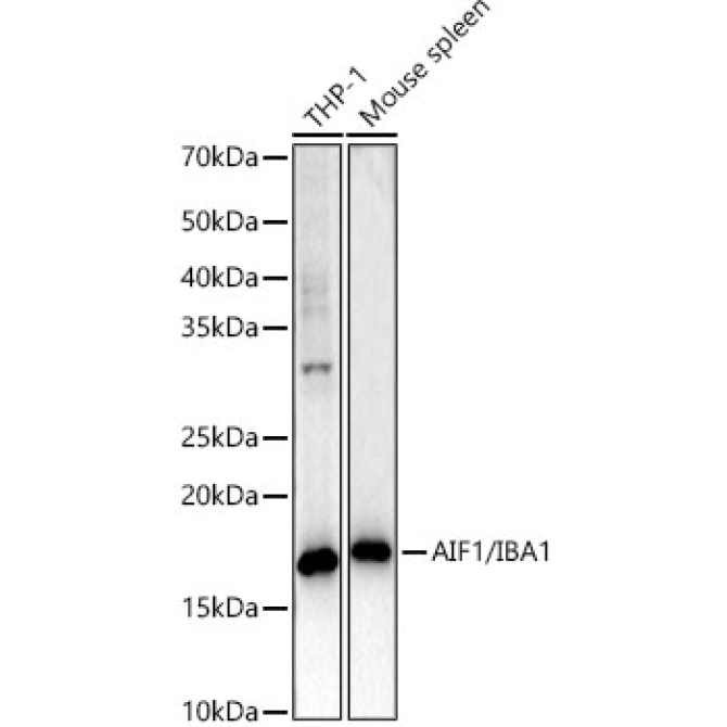 AIF1/IBA1 Rabbit PolyMonoclonal Antibody?