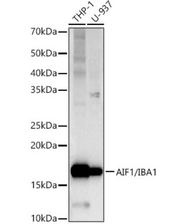 AIF1/IBA1 Rabbit PolyMonoclonal Antibody?