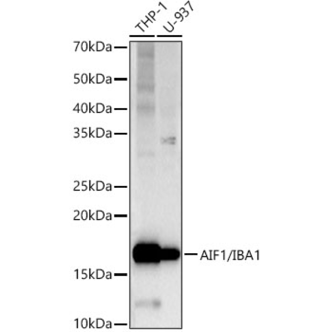 AIF1/IBA1 Rabbit PolyMonoclonal Antibody?