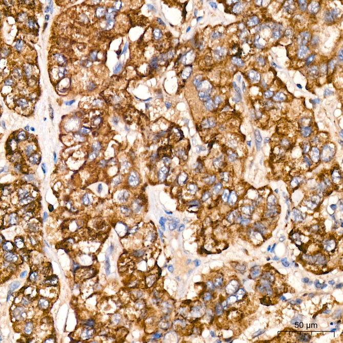 Caspase-9 Rabbit PolyMonoclonal Antibody?
