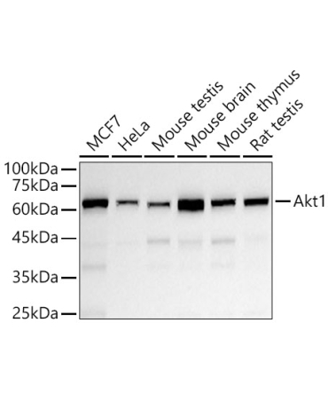 Akt1 Rabbit PolyMonoclonal Antibody?