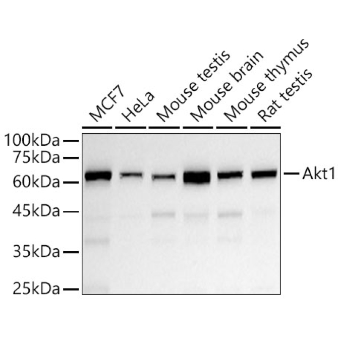 Akt1 Rabbit PolyMonoclonal Antibody?