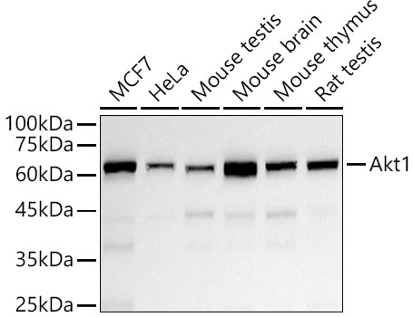Akt1 Rabbit PolyMonoclonal Antibody?