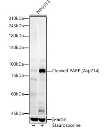 Cleaved PARP (Asp214) Rabbit Polyclonal Antibody