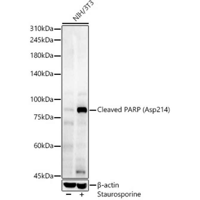 Cleaved PARP (Asp214) Rabbit Polyclonal Antibody