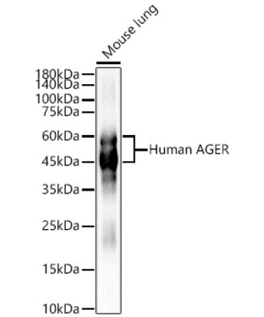 Human AGER Rabbit Polyclonal Antibody
