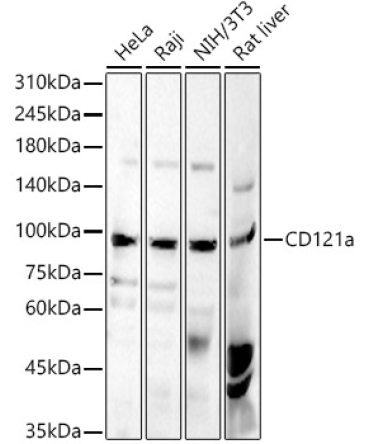 CD121a Rabbit Polyclonal Antibody