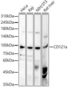 CD121a Rabbit Polyclonal Antibody